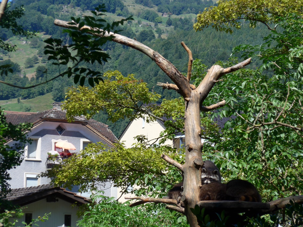 (164'309) - Schlafende Waschb�ren am 31. August 2015 im Tierpark Goldau