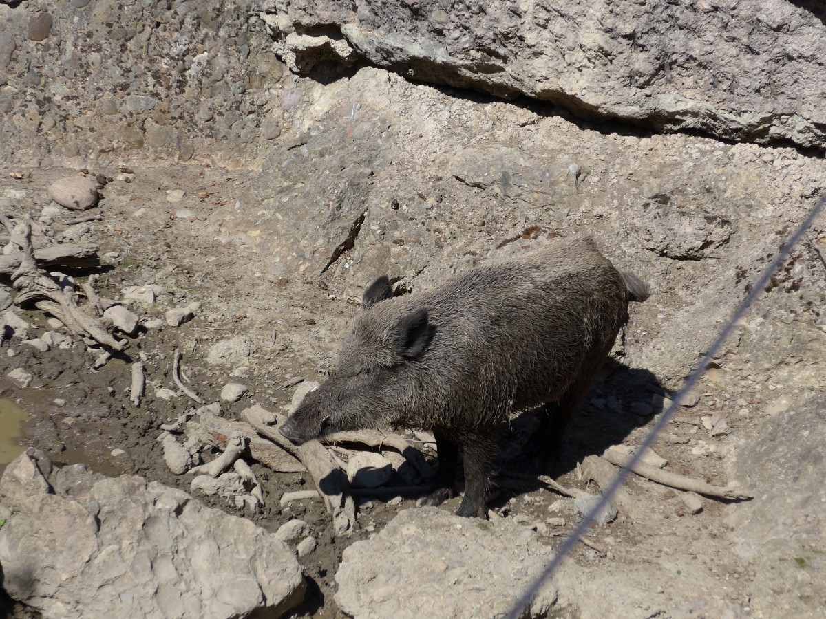 (164'337) - Wildschwein am 31. August 2015 im Tierpark Goldau