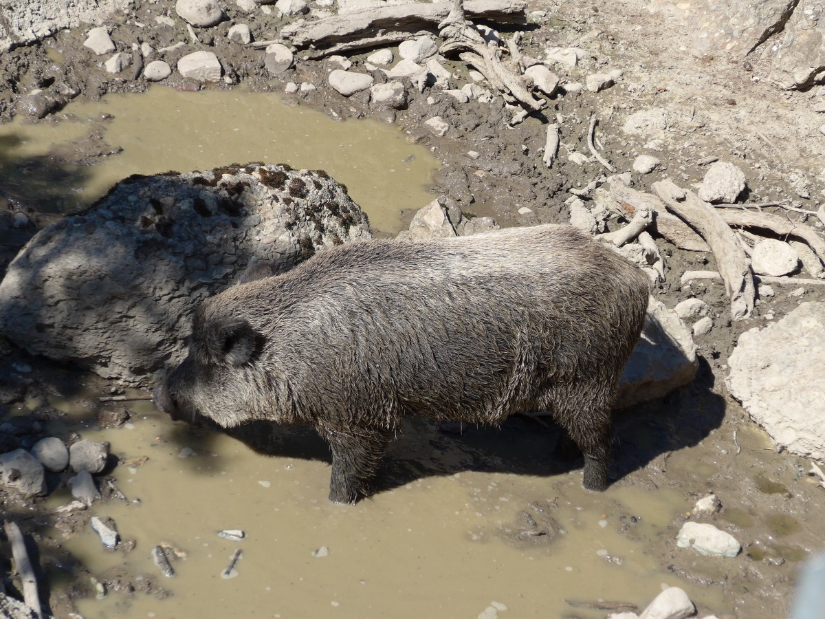 (164'340) - Wildschwein am 31. August 2015 im Tierpark Goldau