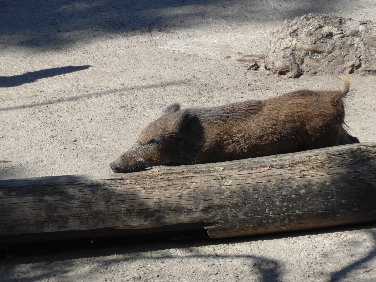 (164'341) - Wildschwein am 31. August 2015 im Tierpark Goldau