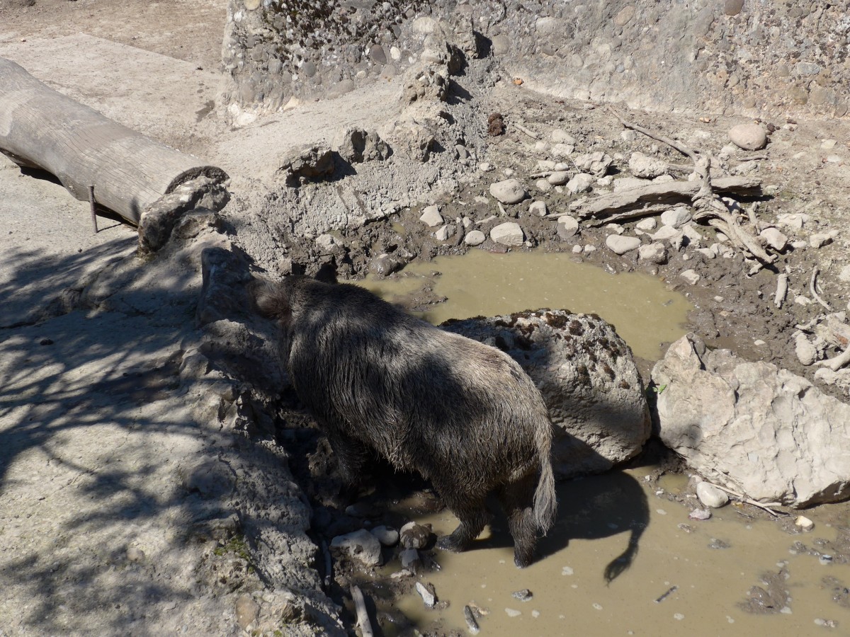 (164'344) - Wildschwein am 31. August 2015 im Tierpark Goldau