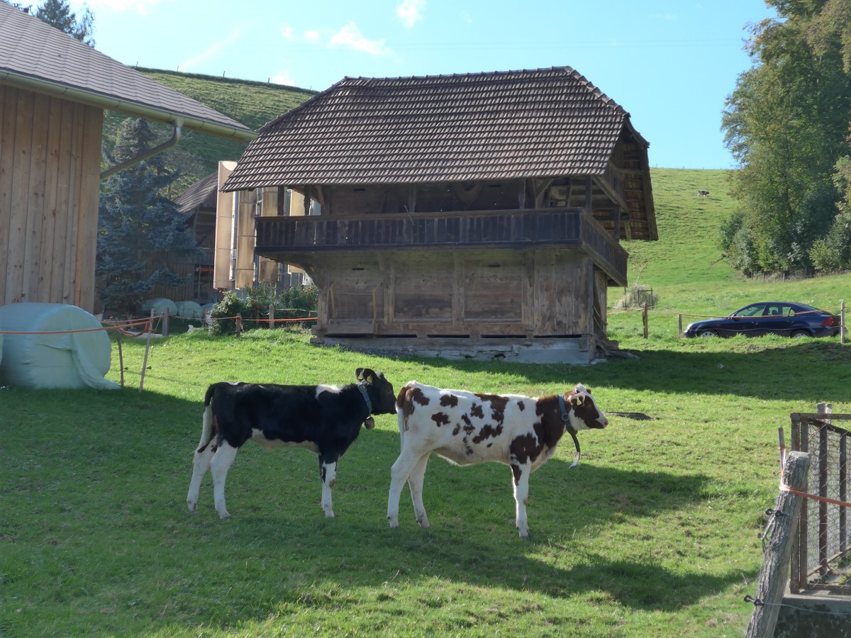(166'036) - Zwei K�lber am 4. Oktober 2015 in Heimiswil