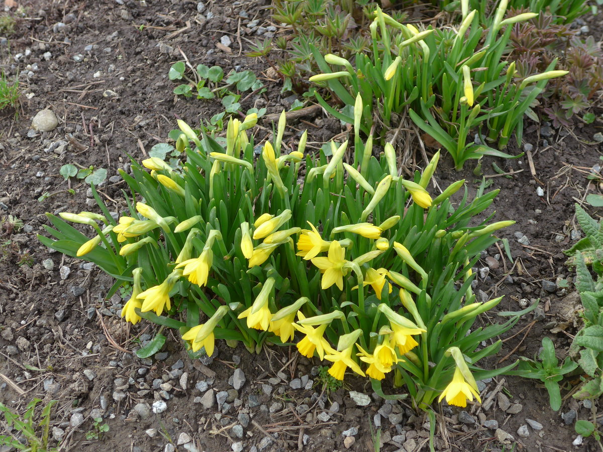 (169'654) - Aprilglocken am 2. April 2016 in Teufen, Restaurant Waldegg