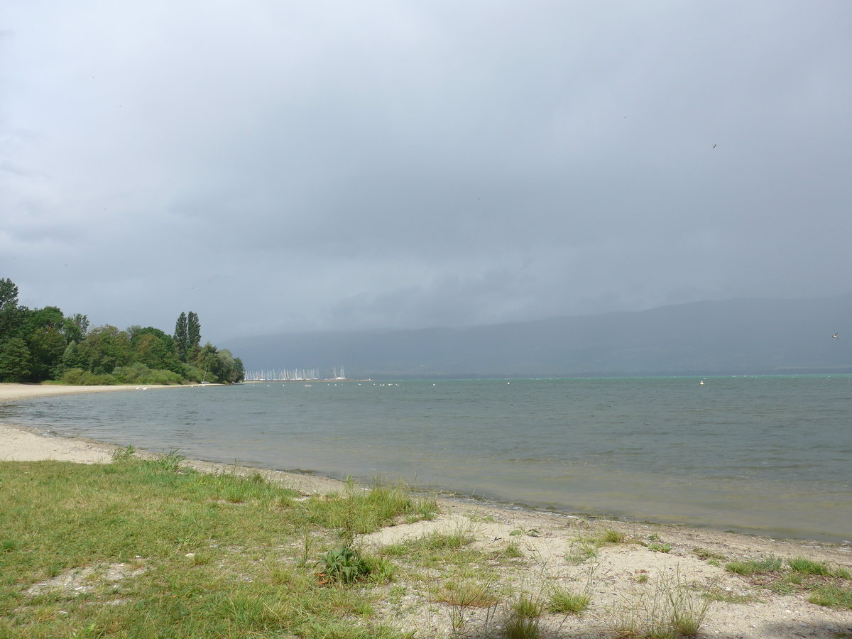 (172'893) - Am Neuenburgersee am 13. Juli 2016 bei Yvonand