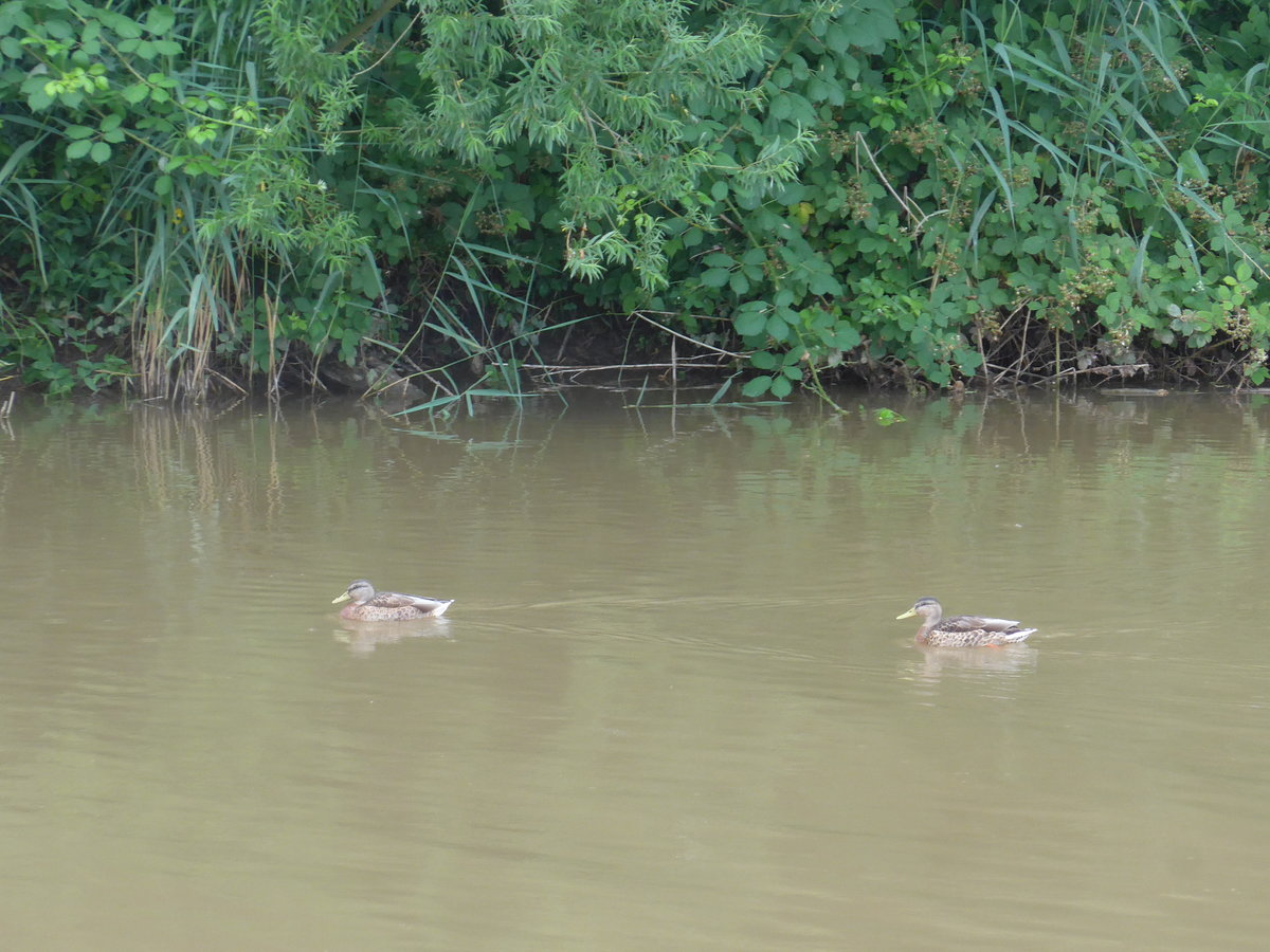 (172'900) - Enten am 13. Juli 2016 in der Menthue bei Yvonand