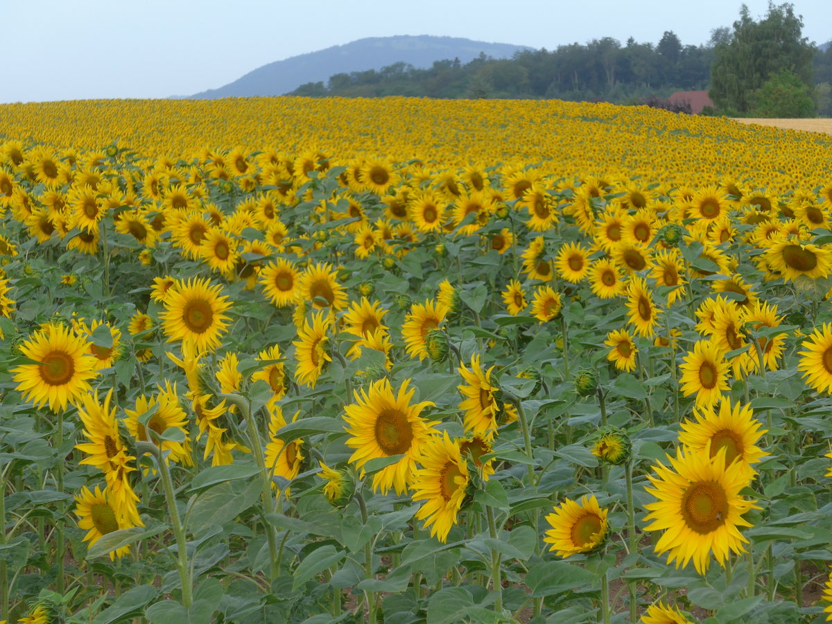 (173'219) - Sonnenblumenfeld am 21. Juli 2016 bei Valeyres-sous-Rances