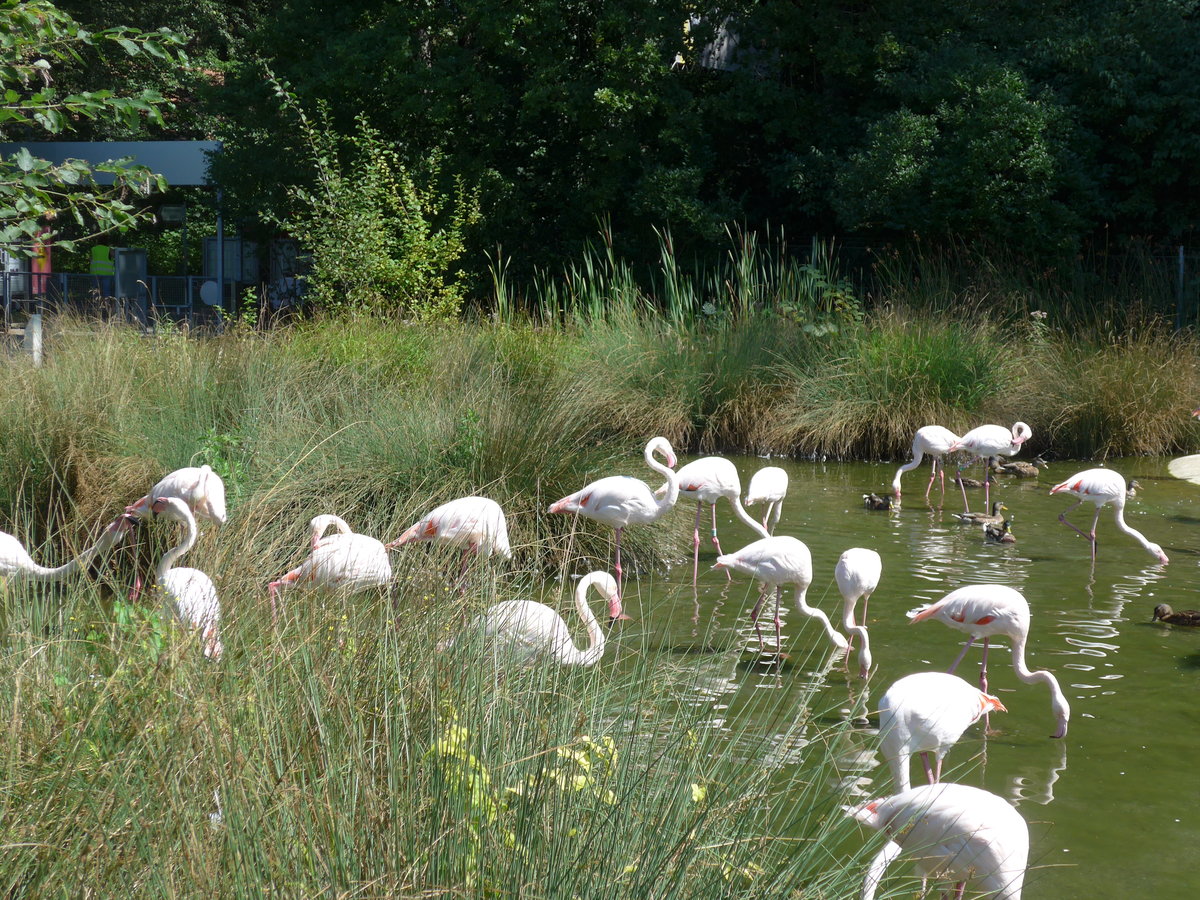 (174'410) - Flamingos am 28. August 2016 in Bern, Tierpark D�hlh�lzli
