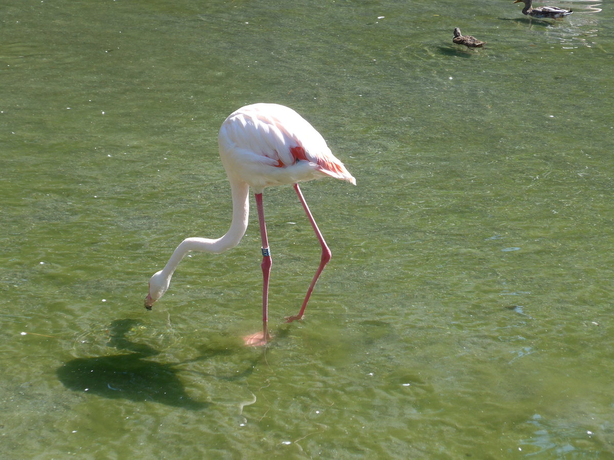 (174'411) - Flamingo am 28. August 2016 in Bern, Tierpark D�hlh�lzli