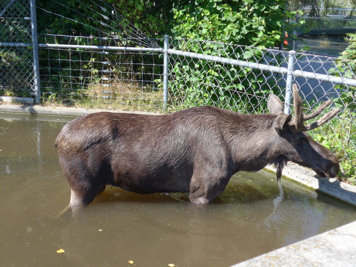 (174'413) - Elch am 28. August 2016 in Bern, Tierpark D�hlh�lzli