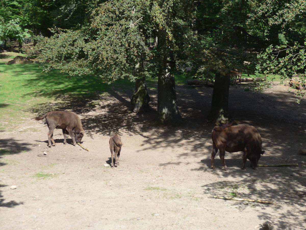 (174'423) - Wisente am 28. August 2016 in Bern, Tierpark D�hlh�lzli