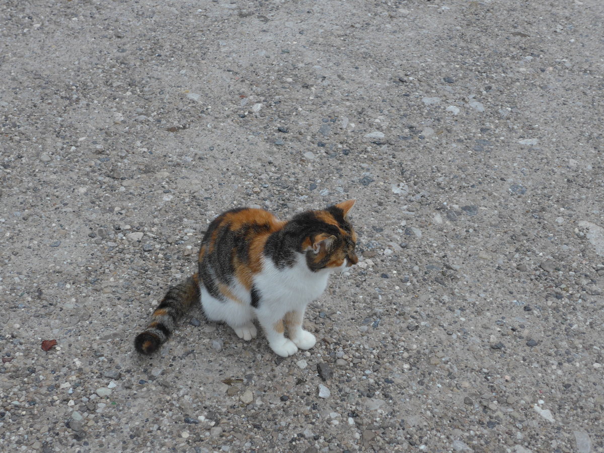 (175'993) - Eine zutrauliche Katze am 19. Oktober 2016 in Pertisau