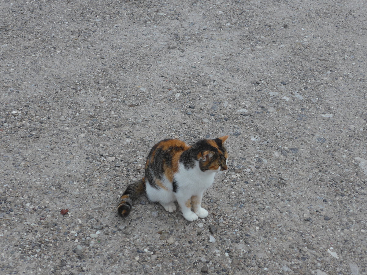 (175'994) - Eine zutrauliche Katze am 19. Oktober 2016 in Pertisau