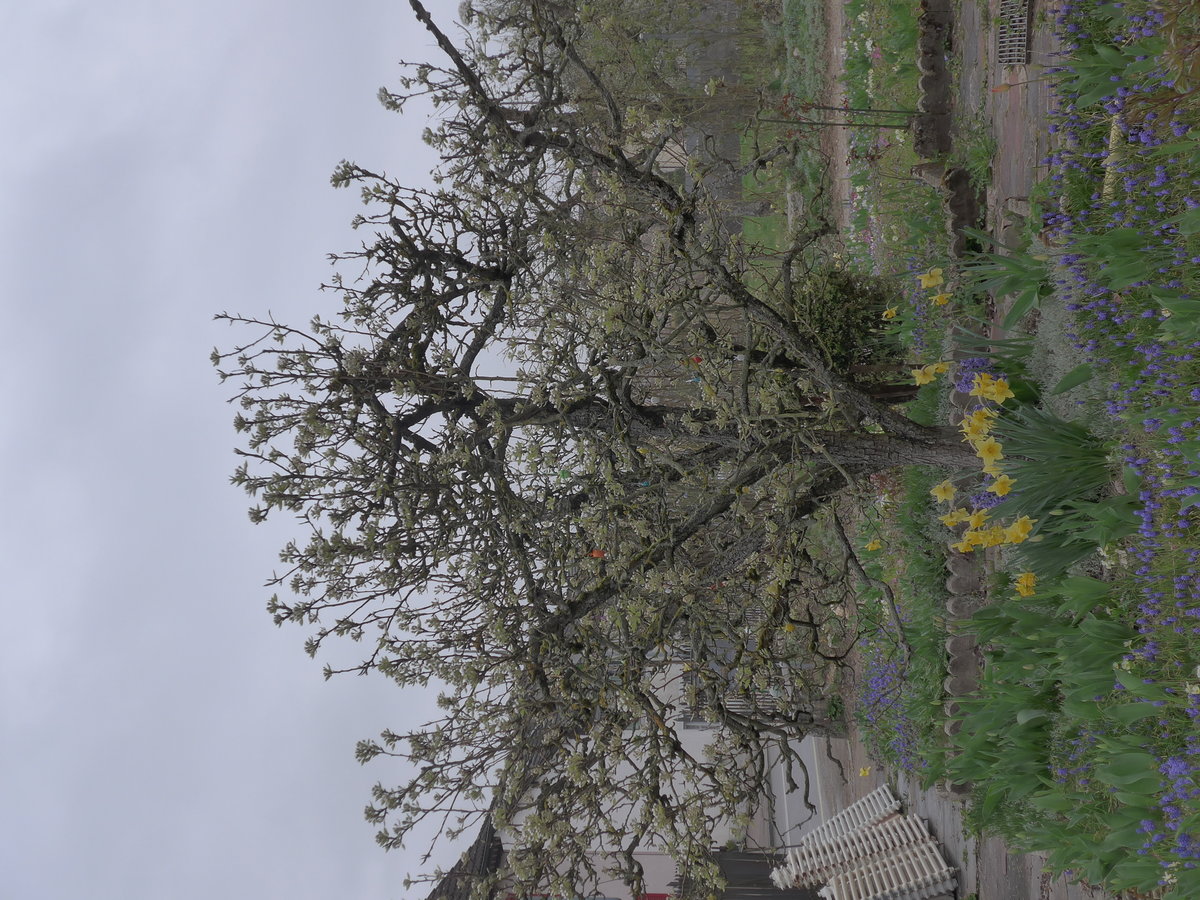 (179'295) - Bl�hender Baum mit Osterglocken am 2. April 2017 in Vendlincourt