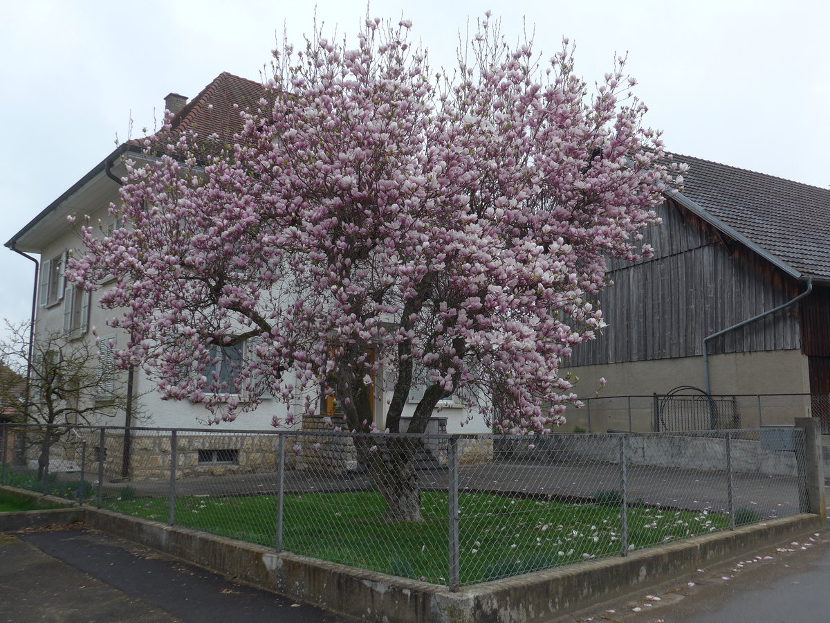 (179'327) - Bl�hender Magnolienbaum am 2. April 2017 in Vendlincourt