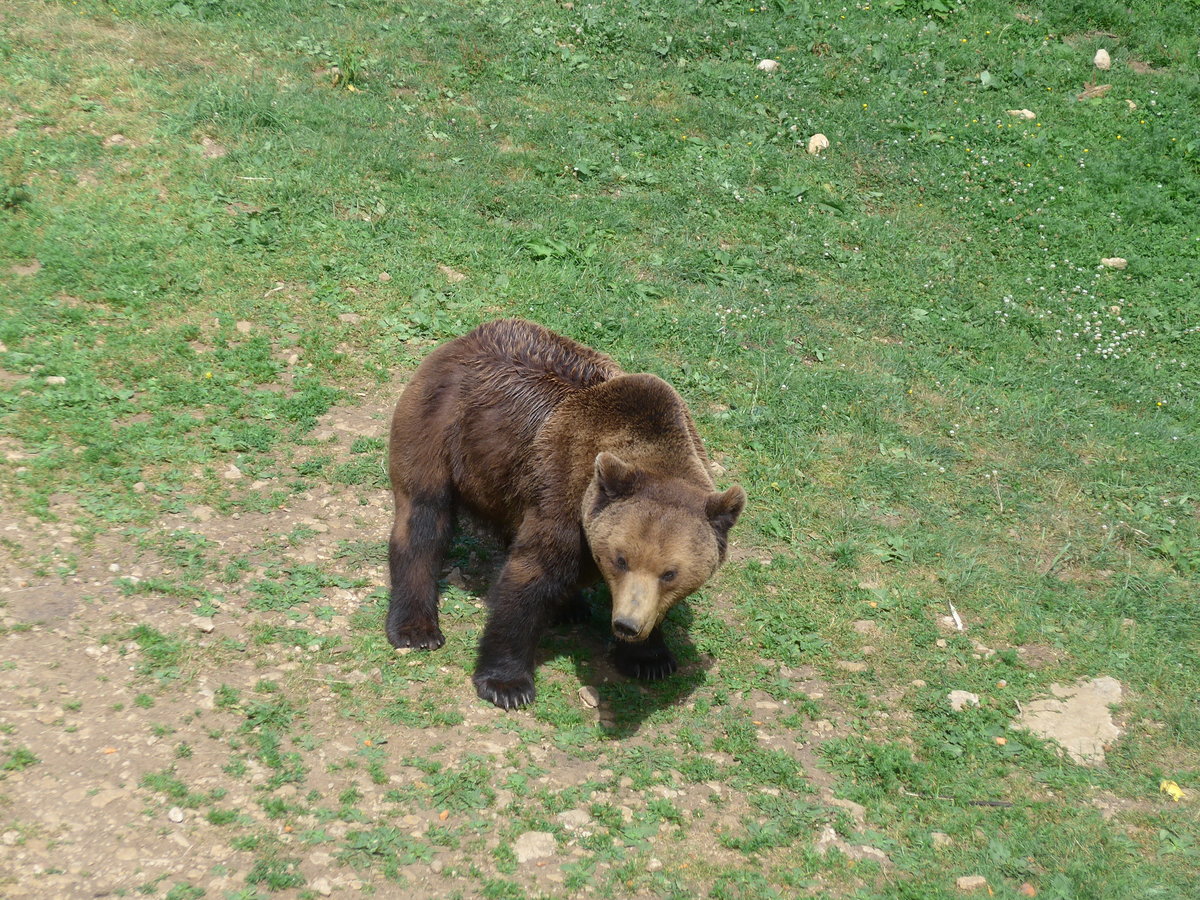 (181'581) - B�r im Jurapark am 25. Juni 2017 in Vallorbe