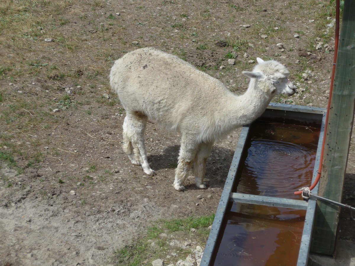 (181'589) - Lama im Jurapark am 25. Juni 2017 in Vallorbe