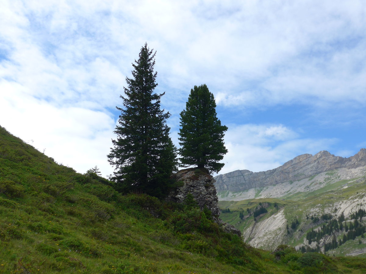 (182'114) - Tannen am Engstlensee am 16. Juli 2017 auf der Engstlenalp
