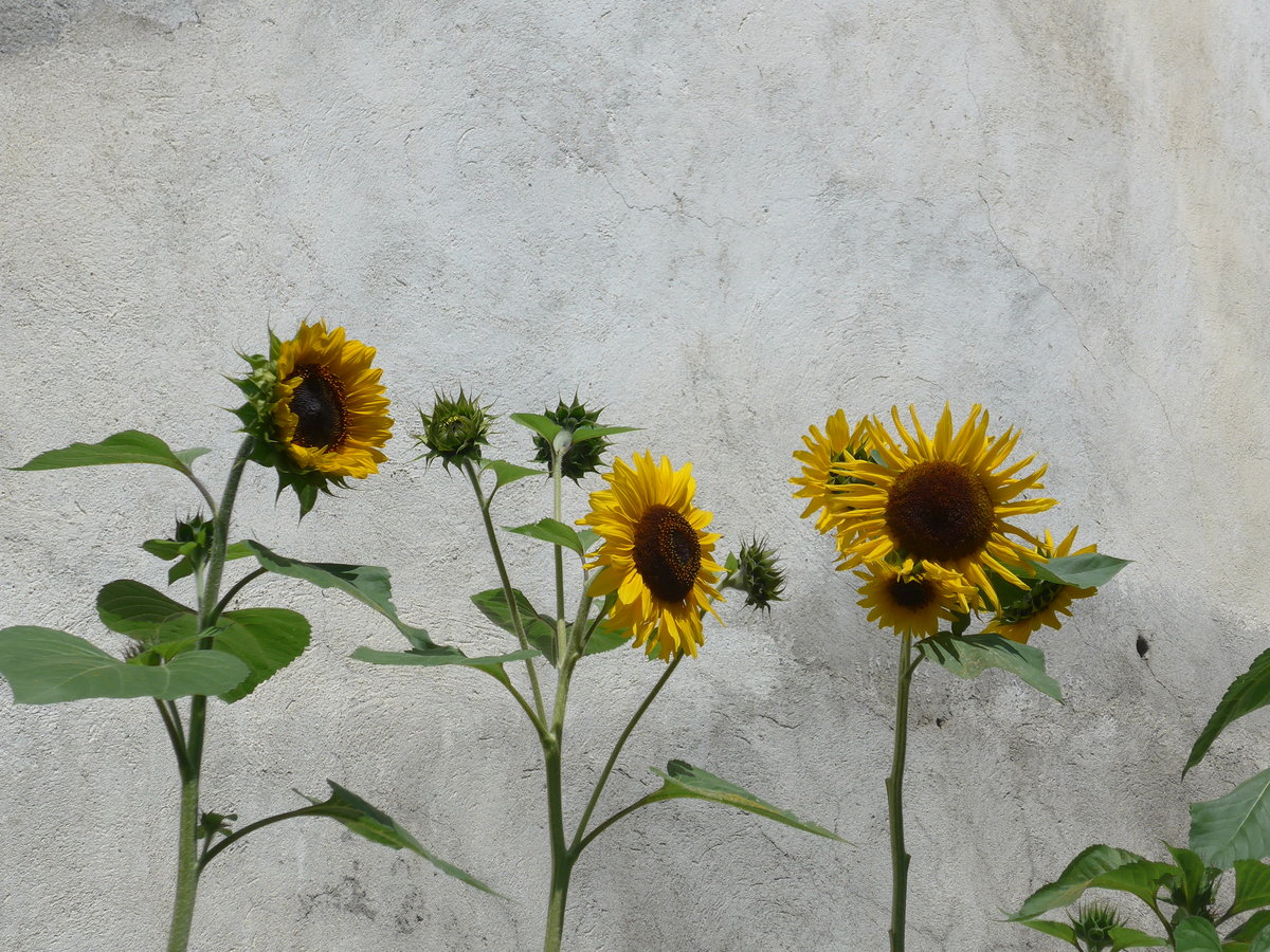 (182'737) - Sonnenblumen am 5. August 2017 in Martina