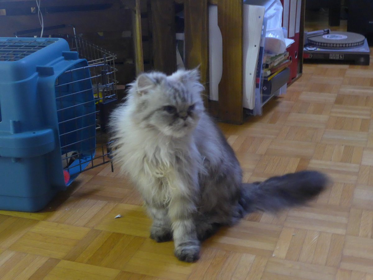 (183'646) - Katze Waris am 20. August 2017 in Wiesendangen