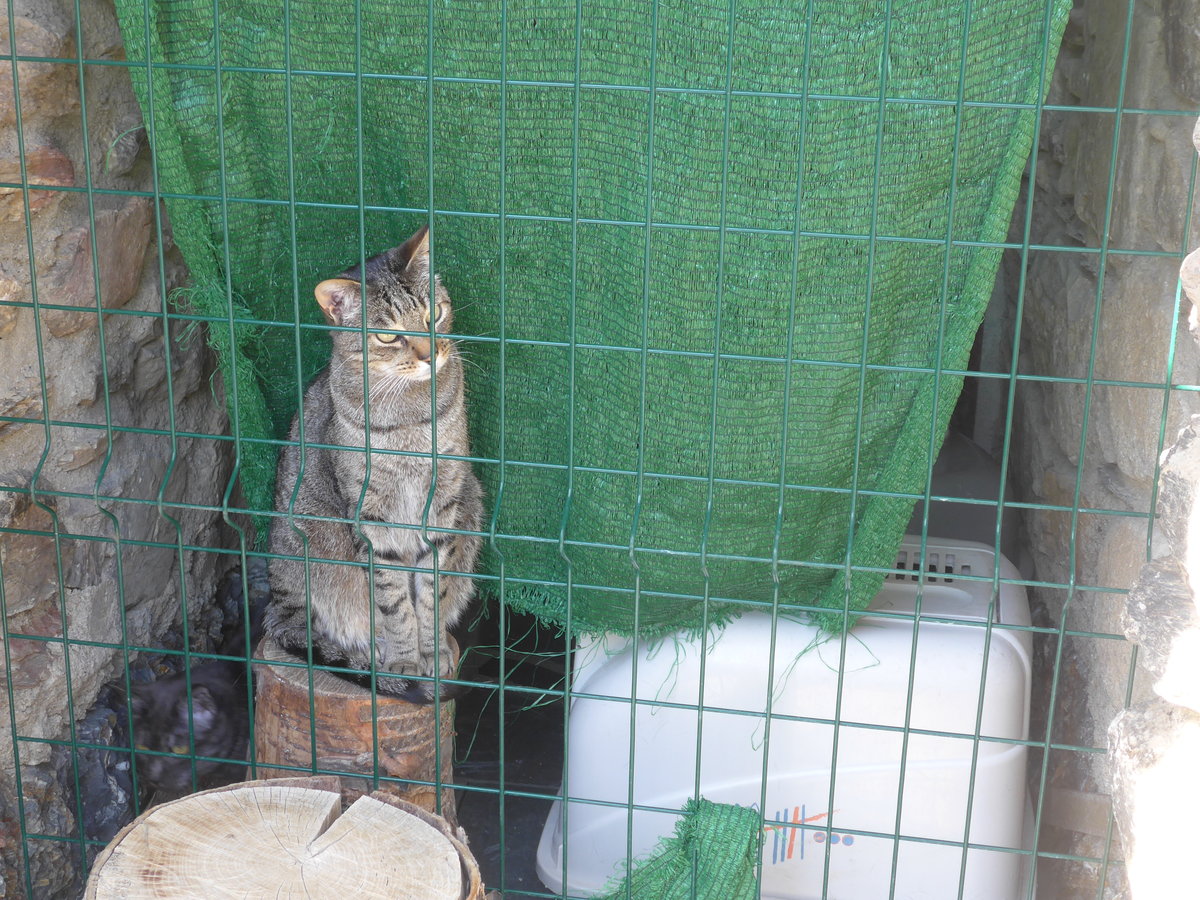 (185'542) - Katze am 28. September 2017 in Os de Civis
