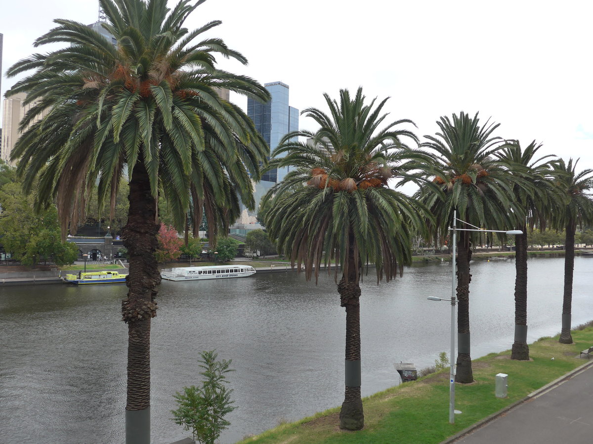 (190'174) - Der Yarra-Fluss und Palmen am 17. April 2018 in Melbourne