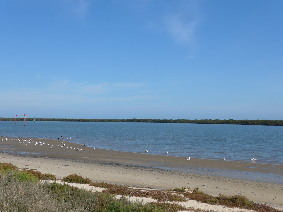 (190'214) - M�ven am 18. April 2018 am Strand von Tooradin