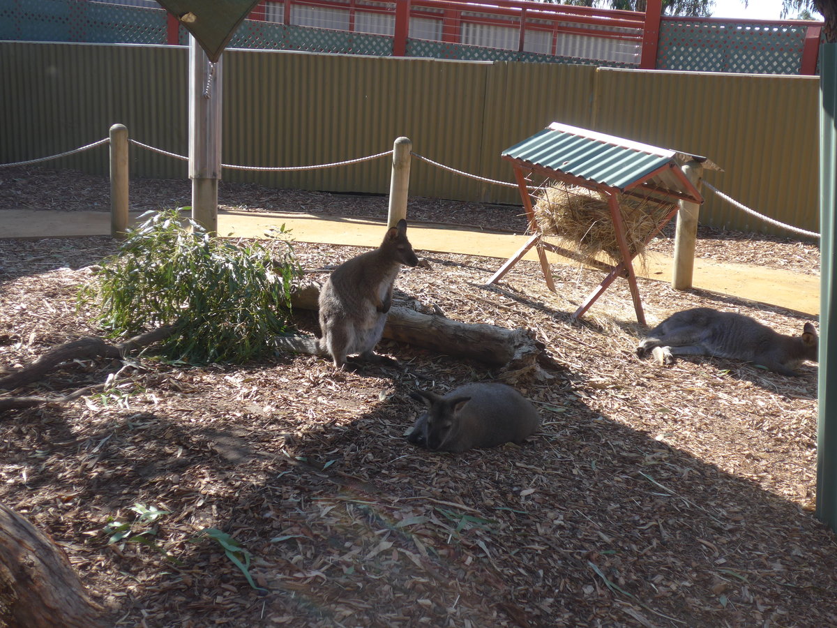 (190'220) - K�ngurus am 18. April 2018 im Animal Park von Grantville