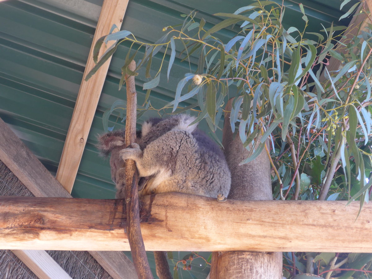 (190'222) - Koalab�r am 18. April 2018 im Animal Park von Grantville