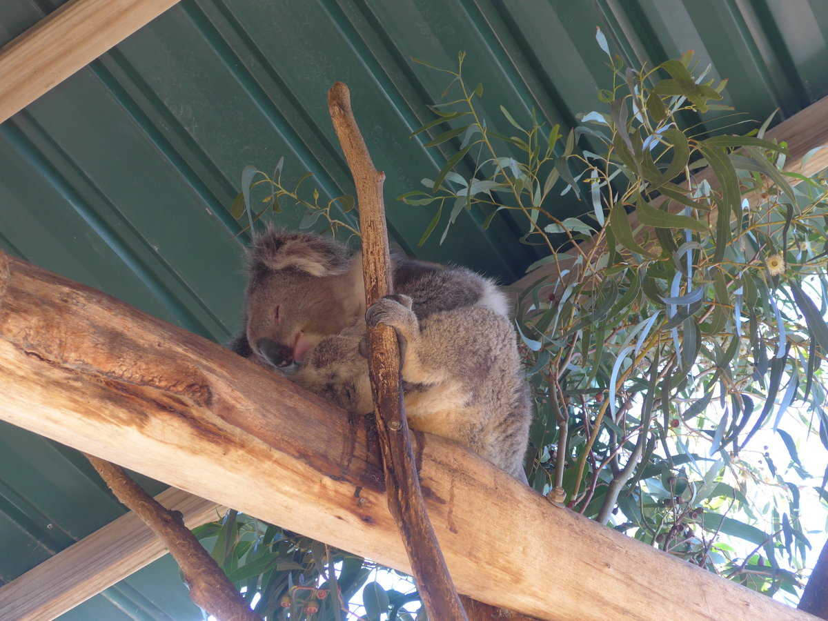 (190'223) - Koalab�r am 18. April 2018 im Animal Park von Grantville