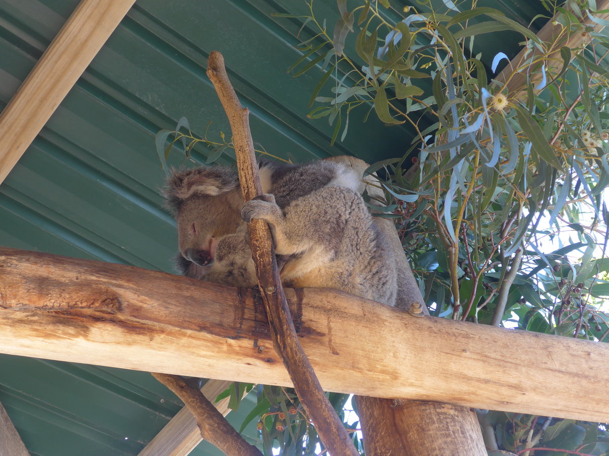 (190'224) - Koalab�r am 18. April 2018 im Animal Park von Grantville