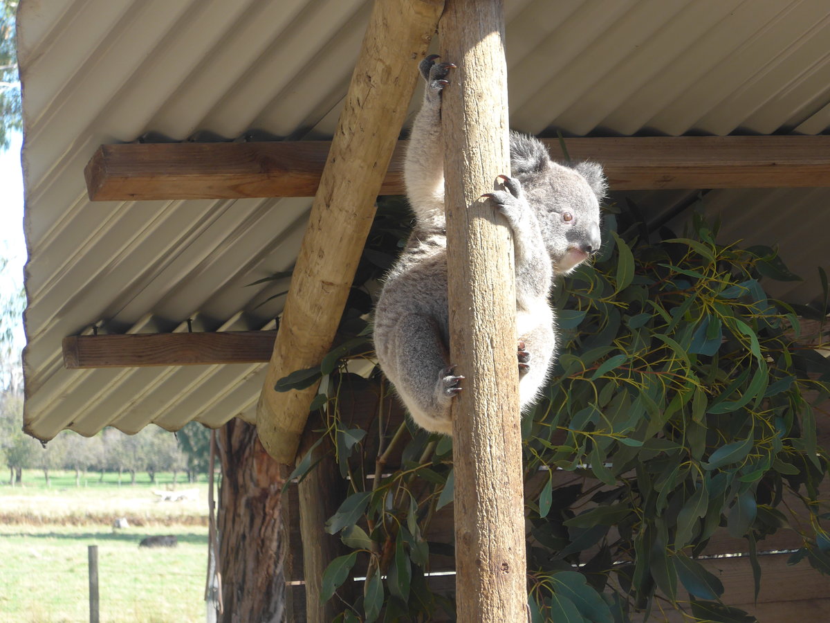 (190'226) - Kletternder Koalab�r am 18. April 2018 im Animal Park von Grantville