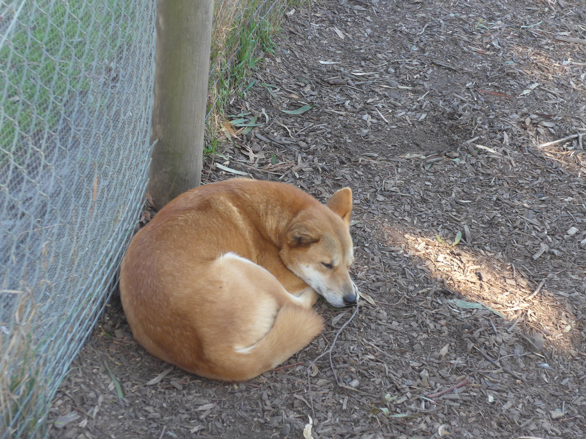 (190'237) - Dingo-Hund am 18. April 2018 im Animal Park von Grantville