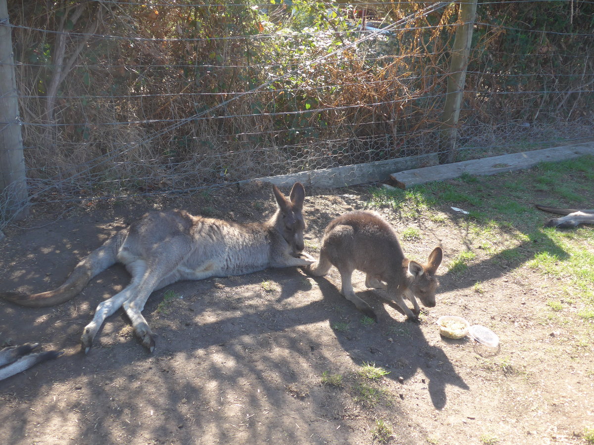 (190'265) - K�ngurus am 18. April 2018 im Animal Park von Grantville