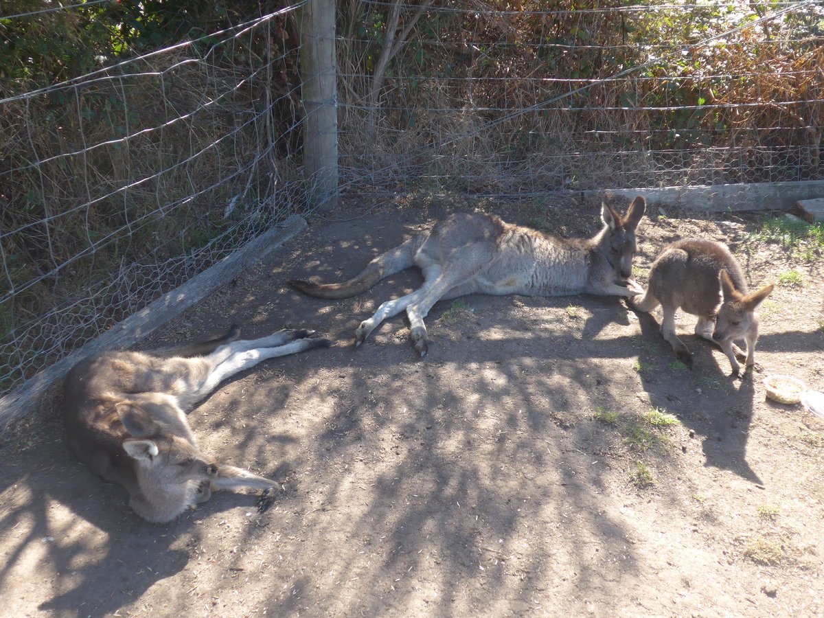 (190'266) - K�ngurus am 18. April 2018 im Animal Park von Grantville
