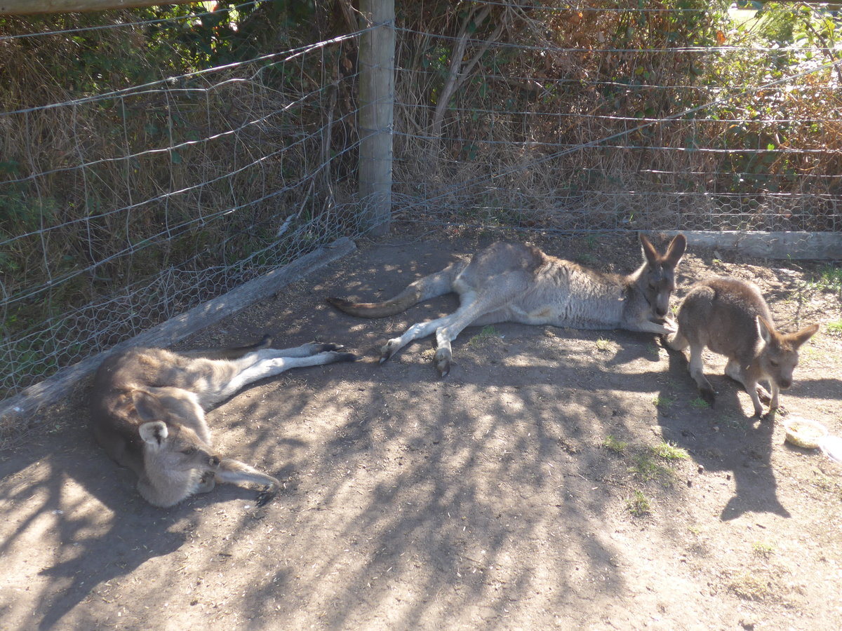 (190'267) - K�ngurus am 18. April 2018 im Animal Park von Grantville