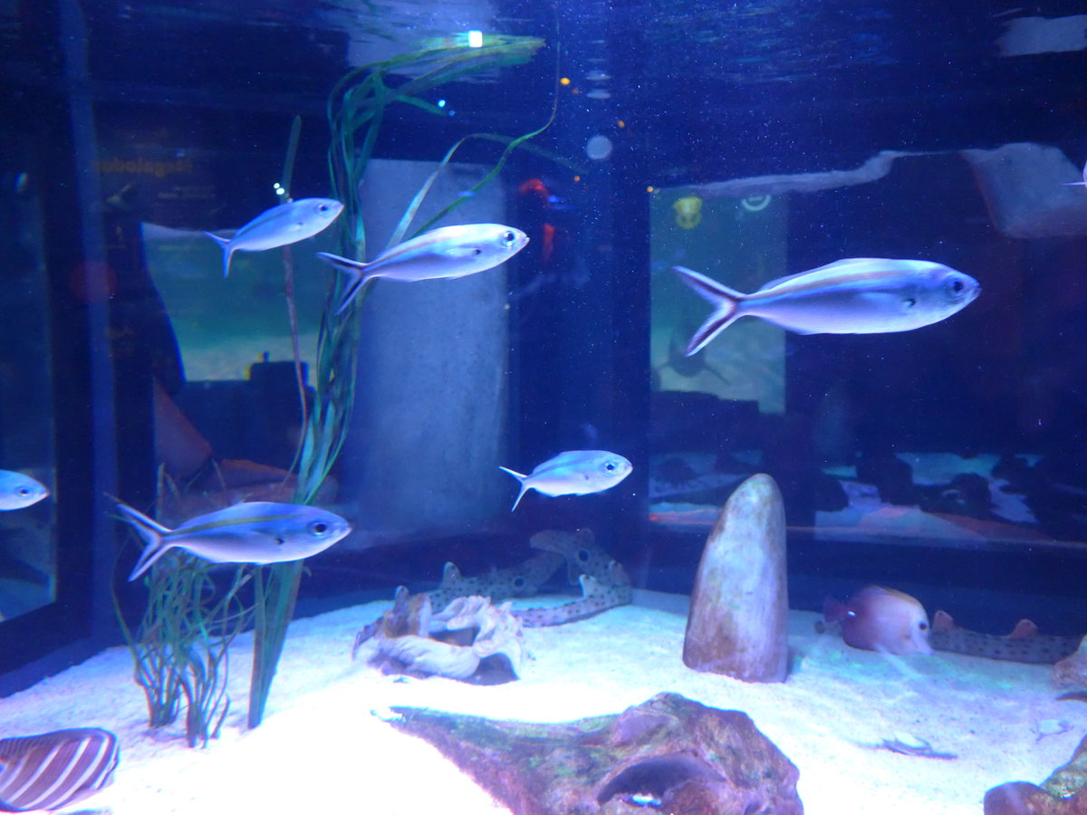 (190'415) - Im Sea Life am 19. April 2018 in Melbourne