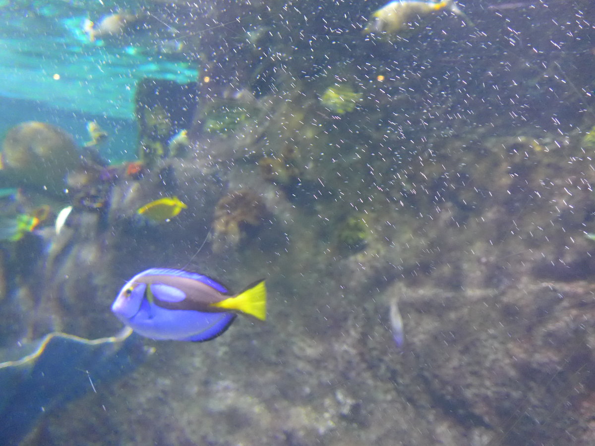 (190'417) - Im Sea Life am 19. April 2018 in Melbourne