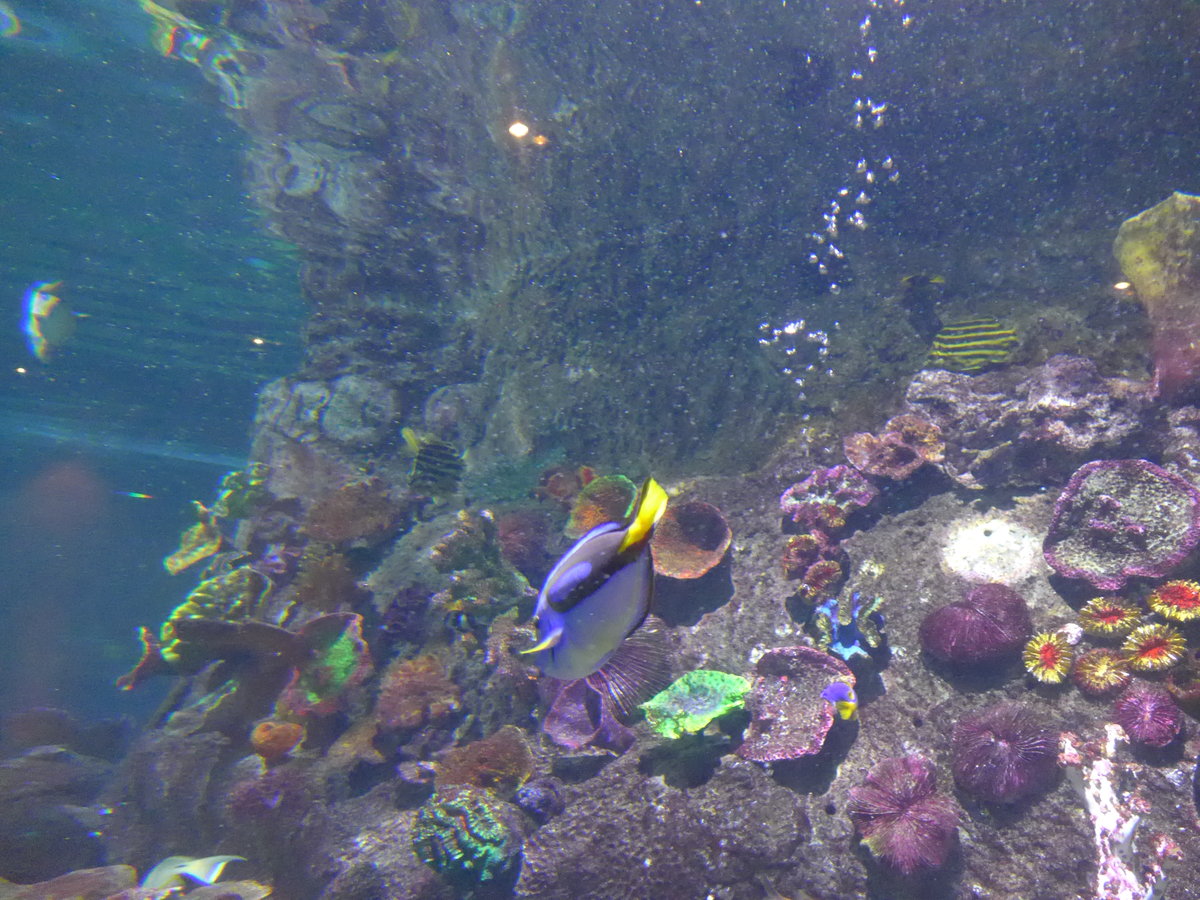 (190'419) - Im Sea Life am 19. April 2018 in Melbourne