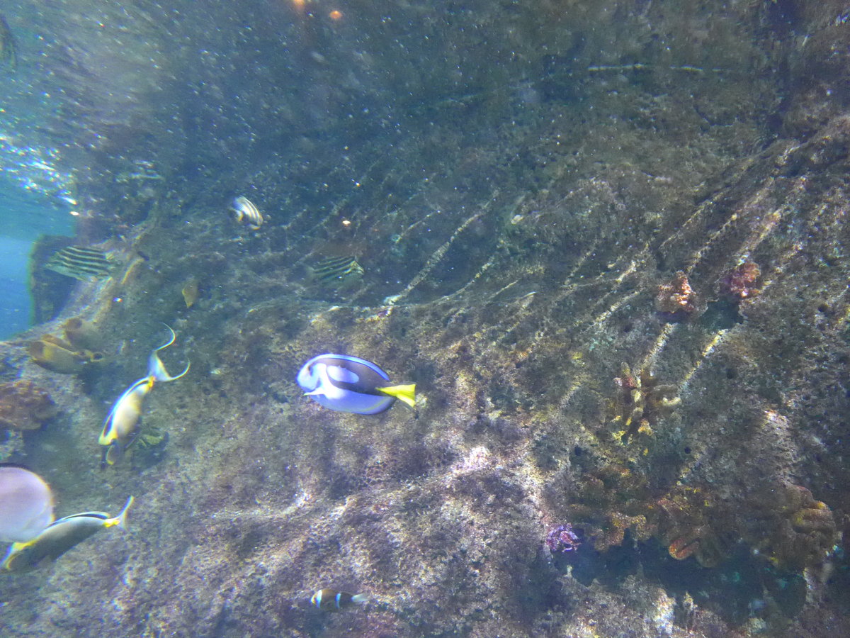 (190'423) - Im Sea Life am 19. April 2018 in Melbourne