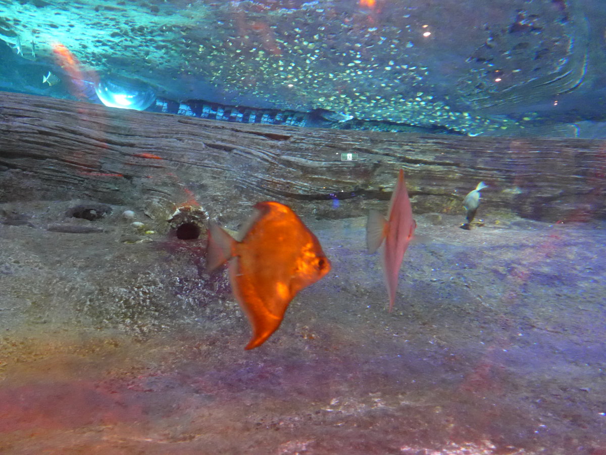 (190'424) - Im Sea Life am 19. April 2018 in Melbourne
