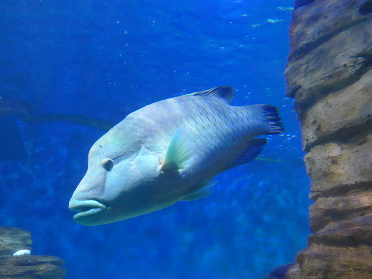 (190'426) - Im Sea Life am 19. April 2018 in Melbourne