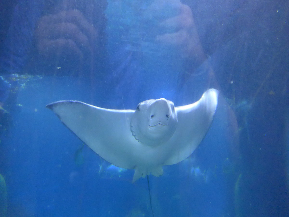 (190'431) - Im Sea Life am 19. April 2018 in Melbourne