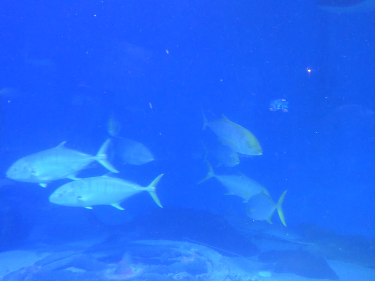 (190'436) - Im Sea Life am 19. April 2018 in Melbourne