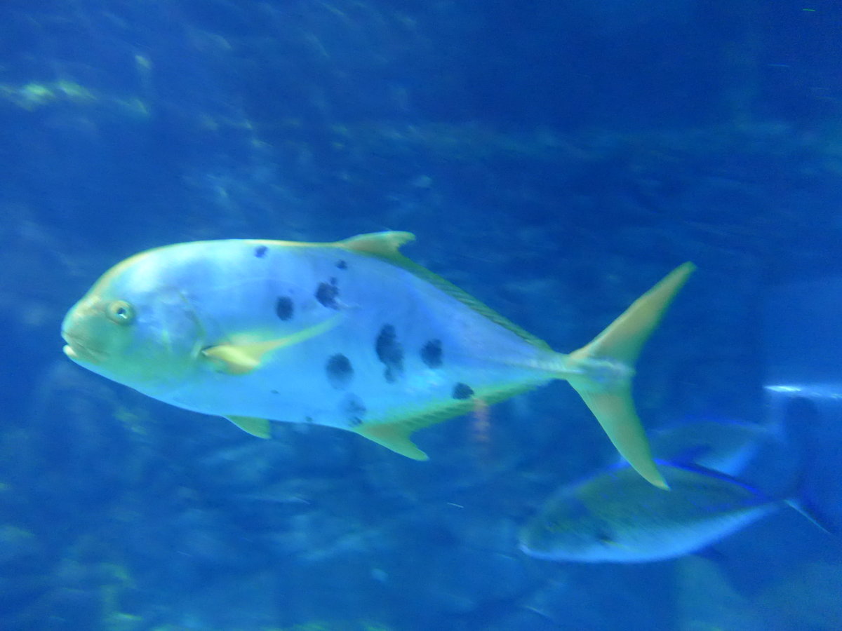 (190'443) - Im Sea Life am 19. April 2018 in Melbourne