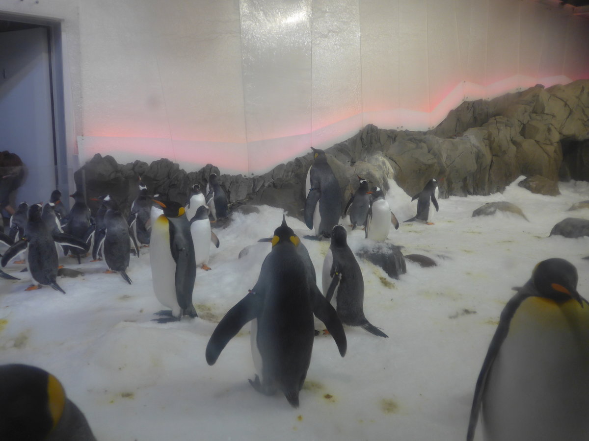 (190'476) - Pinguine im Sea Life am 19. April 2018 in Melbourne