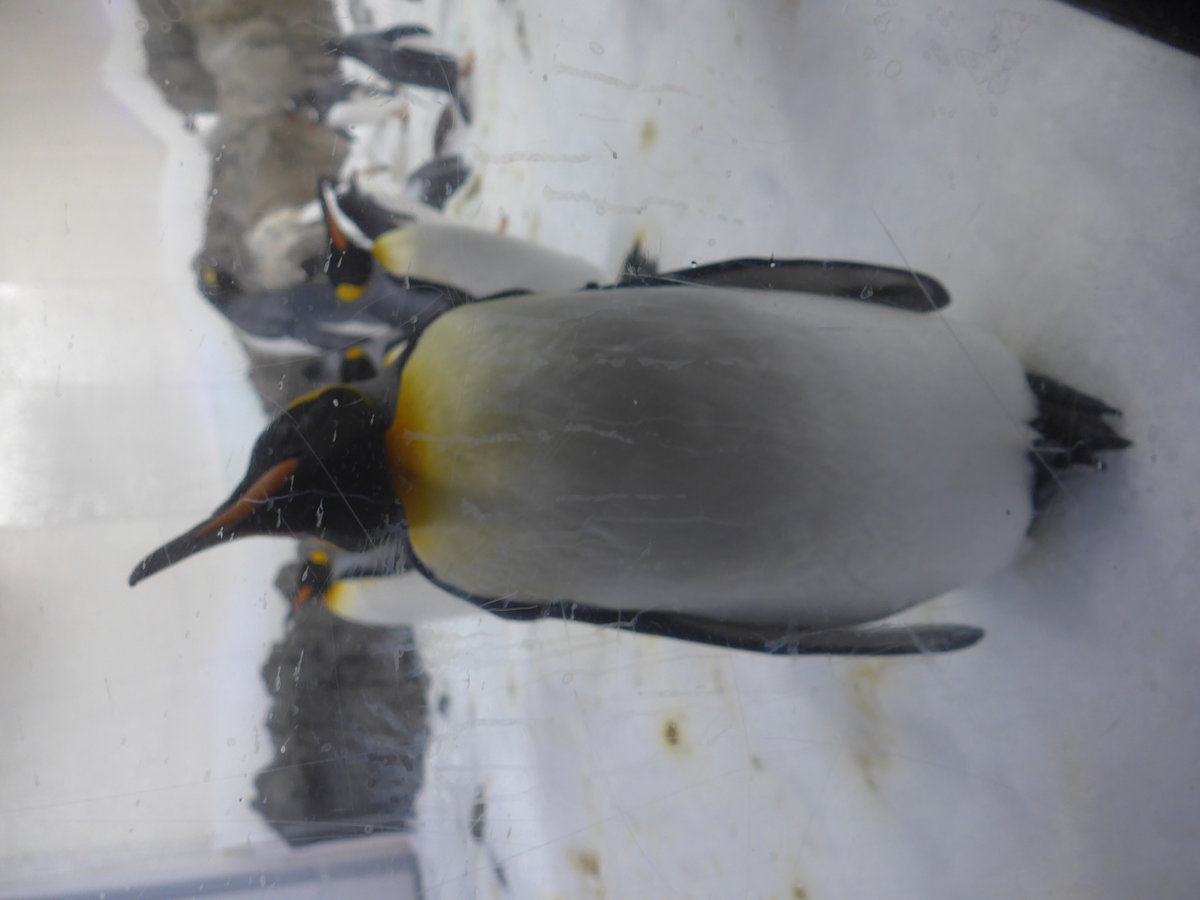 (190'479) - Pinguin im Sea Life am 19. April 2018 in Melbourne