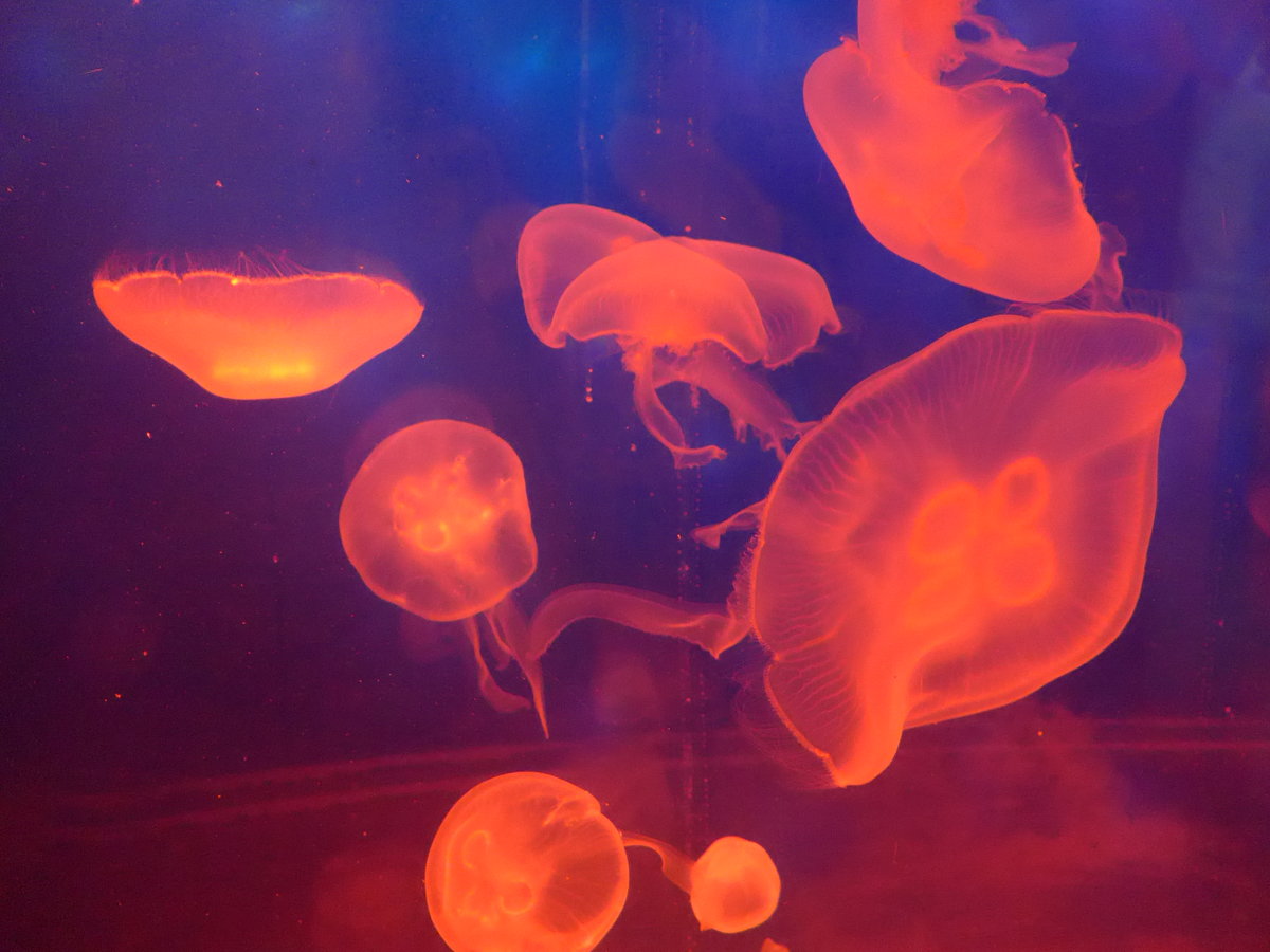 (190'484) - Im Sea Life am 19. April 2018 in Melbourne