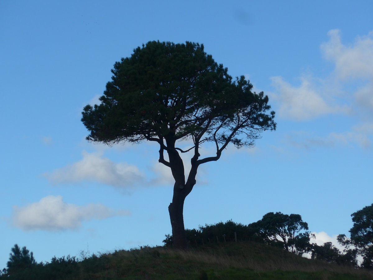 (190'591) - Baum am 20. April 2018 bei Hahei