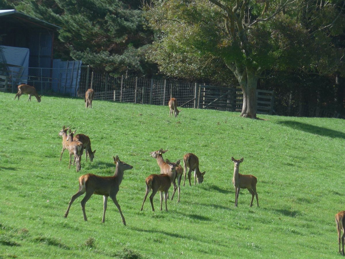 (190'798) - Rehe am 22. April 2018 bei Hinuera