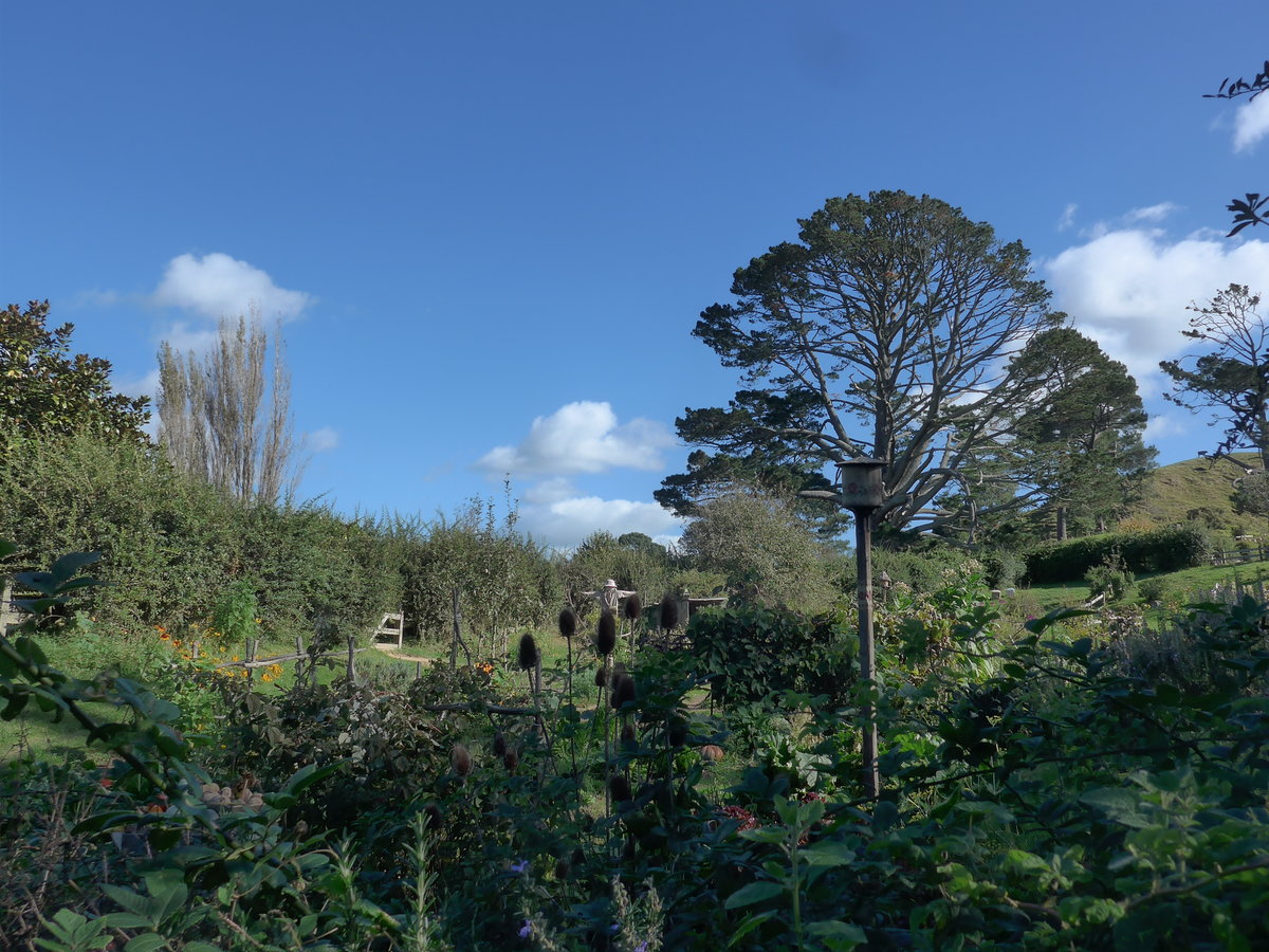 (190'869) - Baum im Hobbiton am 22. April 2018 bei Hinuera